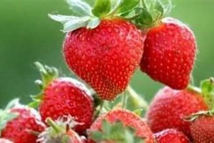 草莓要施什么肥料
