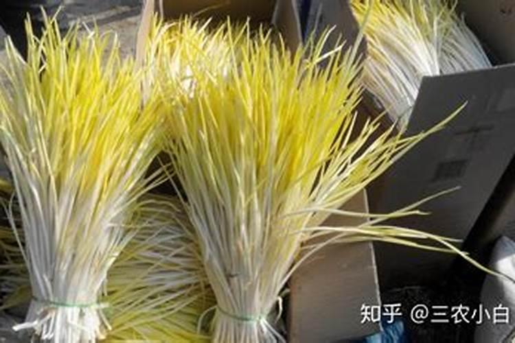 大蒜叶子发黄怎么办