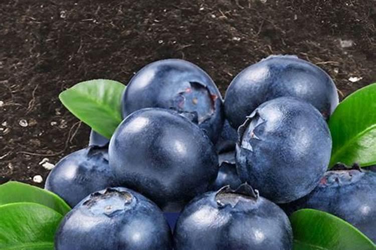 种菜最实用的肥料