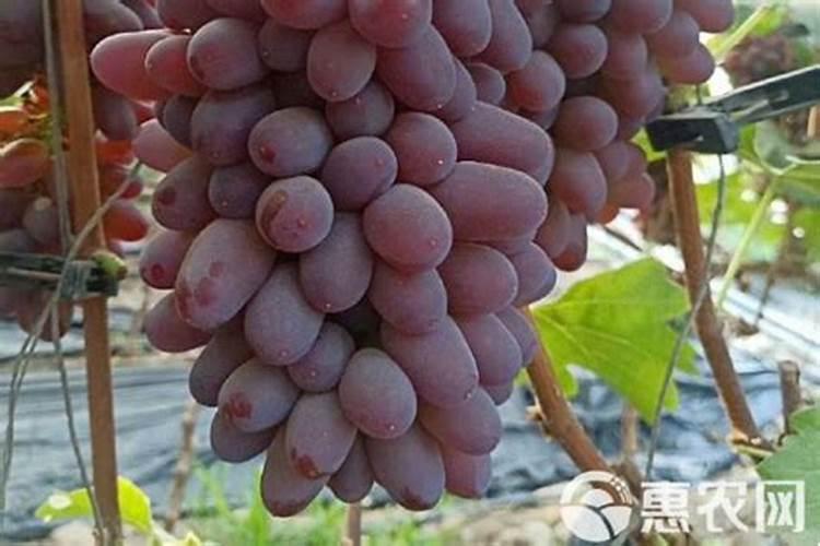 巨峰葡萄釆收后应施什么肥？