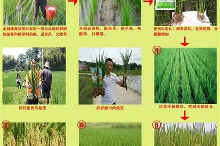 水稻高产栽培技术要点