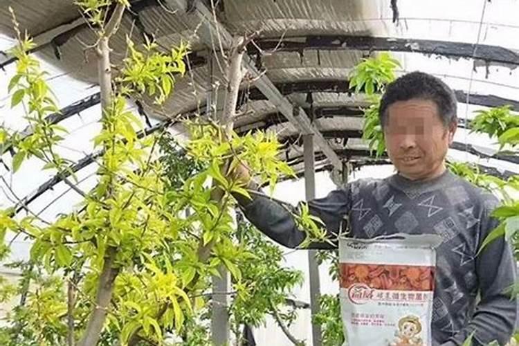 大棚油桃冲施高钾化肥过量怎么解救？