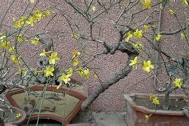 迎春花什么季节剪枝最好