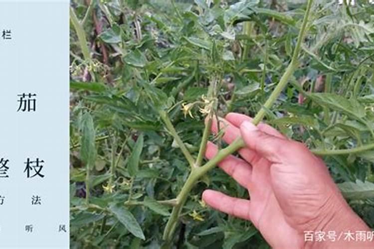 我家种的三亩露天小番茄有些不长枝,不长叶。且少花少果。该怎办？恳请...