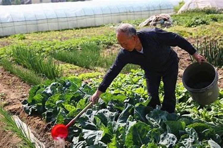 大粪为什么可以当化肥用