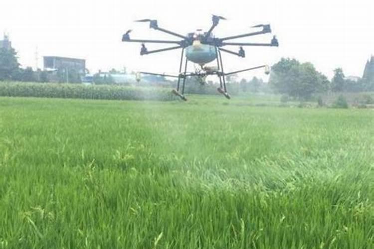 芒果膨大的方法是什么？需要给芒果打叶面肥吗？