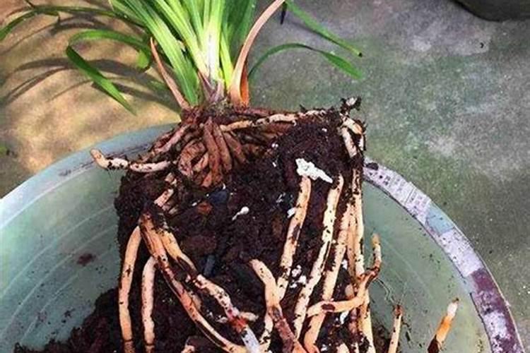 兰花多久施一次肥 兰花几月一次施肥？