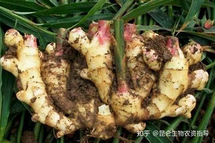 蚕豆用什么肥料好 种蚕豆用什么肥料？