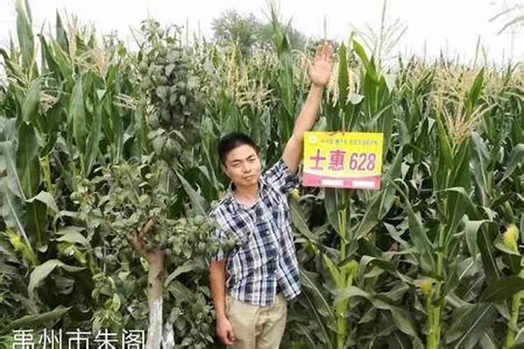 棉花每个生长周期的施肥方案 施肥用一铵还是用二铵