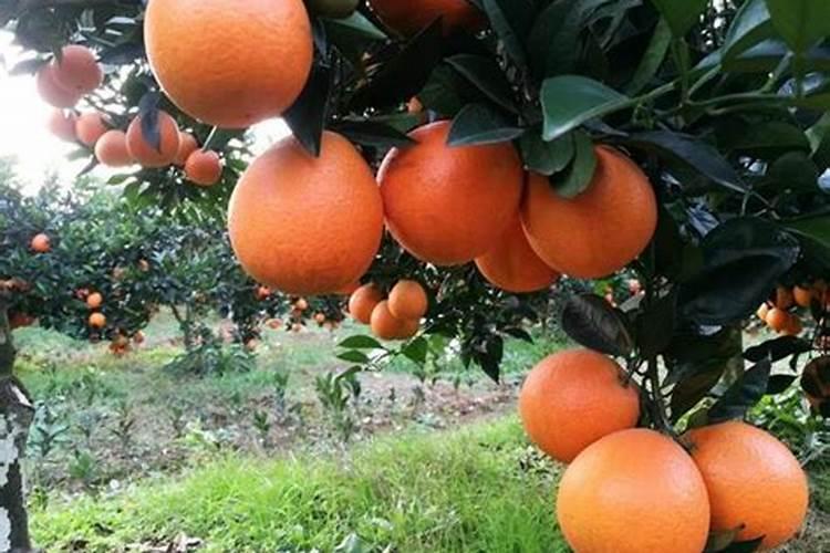 一年树脐橙施肥方案 施什么肥效果好