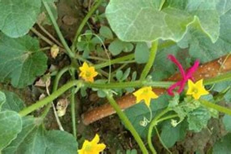 大棚甜瓜叶子卷起边上变黄是怎么回事？？