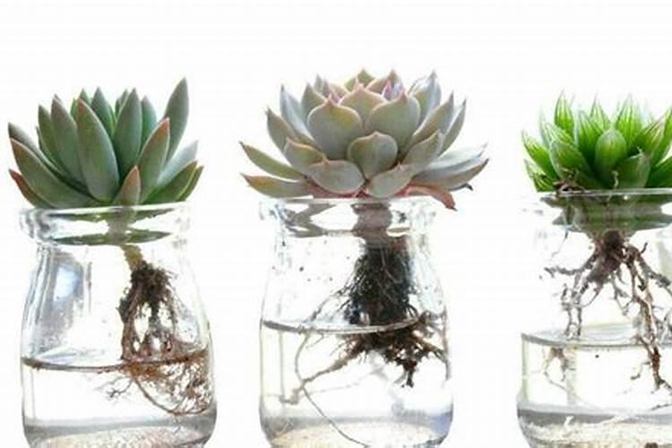 水培多肉的正确养殖方法