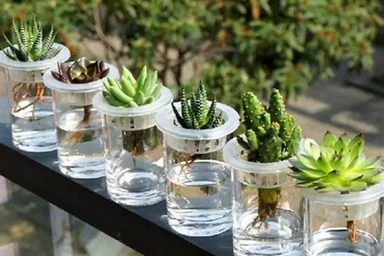 多肉植物施肥方法是什么 有哪些注意事项