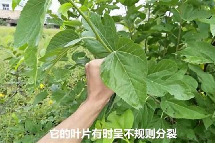 什么磷肥好