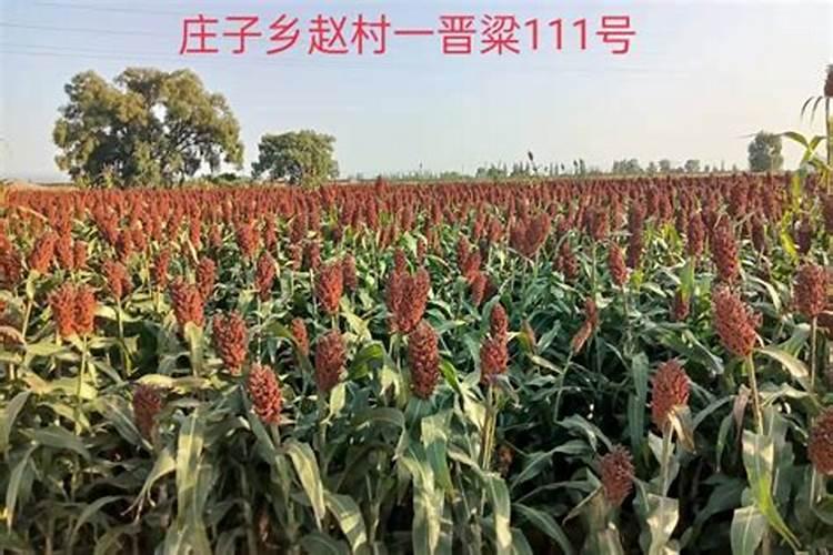 高粱科学施肥方法