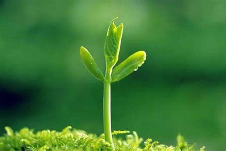 菜籽饼水泡多久可以浇菜 注意事项有哪些