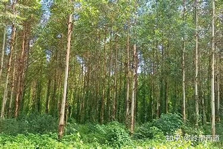 油茶开花时期应该喷何种叶面肥？