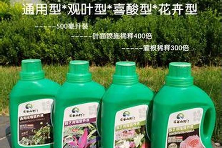 水培植物多长时间喷施一次叶面肥