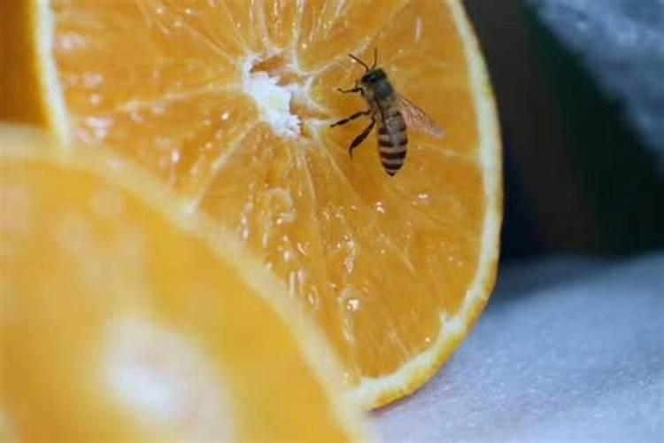 枇杷树移栽多久发芽 枇杷树移植后几天能开花？