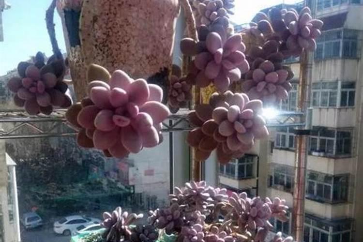 给多肉施肥用什么肥料