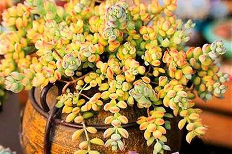 多肉植物怎么施肥,施什么肥