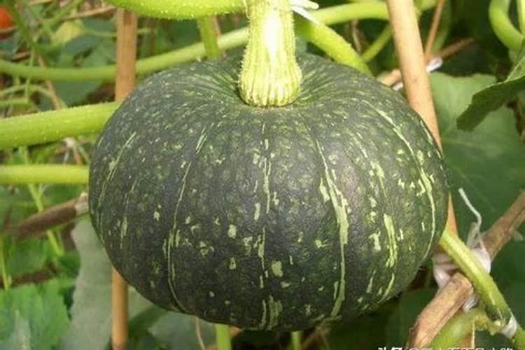 瓜果蔬菜喷施叶面肥有什么作用？
