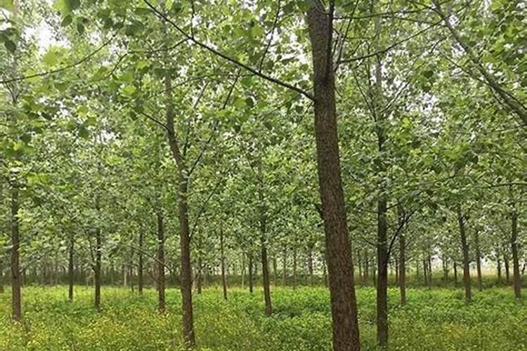 葡萄膨果期用什么肥料,种植葡萄该如何施肥