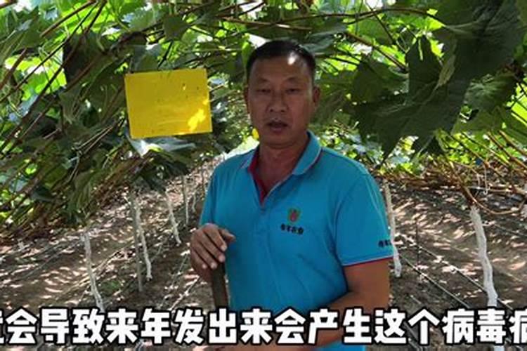 阳光玫瑰葡萄见信使花还能浇地施肥吗？