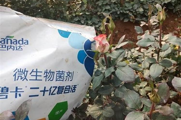 玫瑰花施什么肥料最好