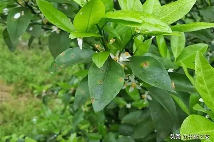 红蜘蛛危害后叶片后怎么恢复植物？