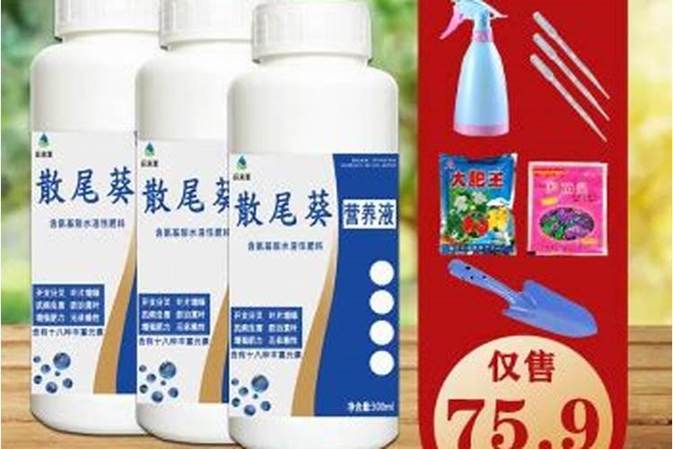 凤尾竹主干变黑怎么？