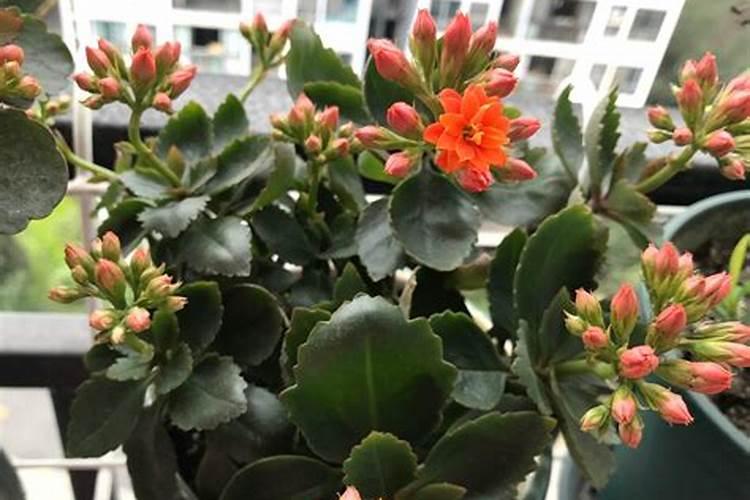 阳光玫瑰萌芽期用肥