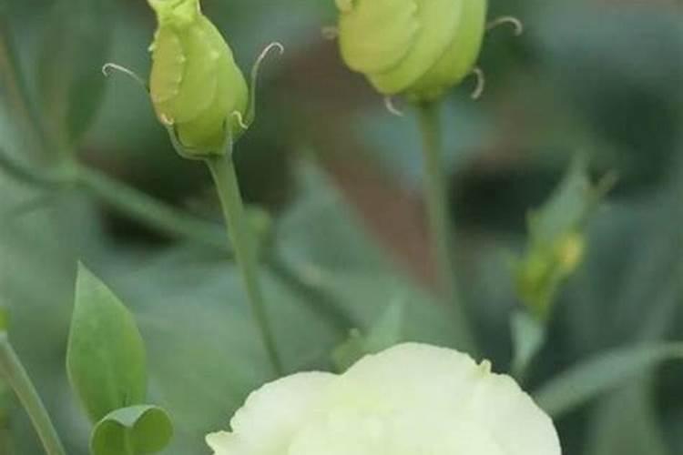 洋桔梗的种植与养护