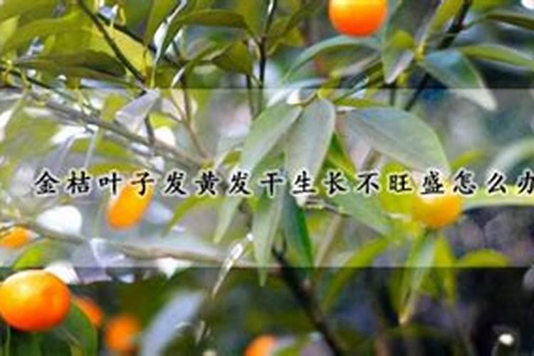 金桔树施什么肥料最好