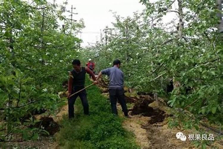 苹果树施肥有什么方法