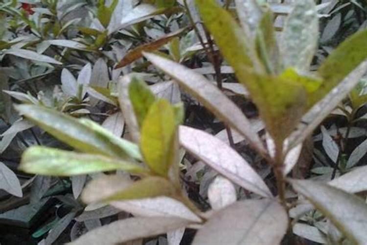 花卉缺肥的几种表现