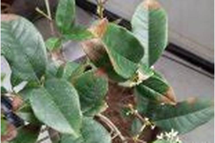 桂花树花和叶子都有些枯