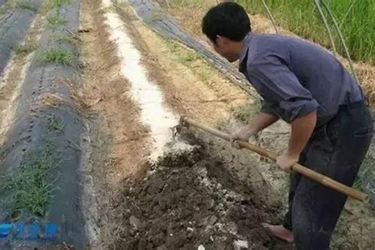 中耕松土会使植物的根冠比