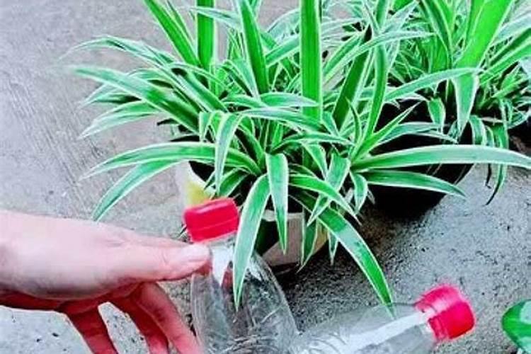 菜籽饼怎么发酵肥水