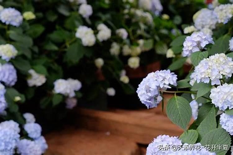 山西省天镇县设施大棚蔬菜专业村分布