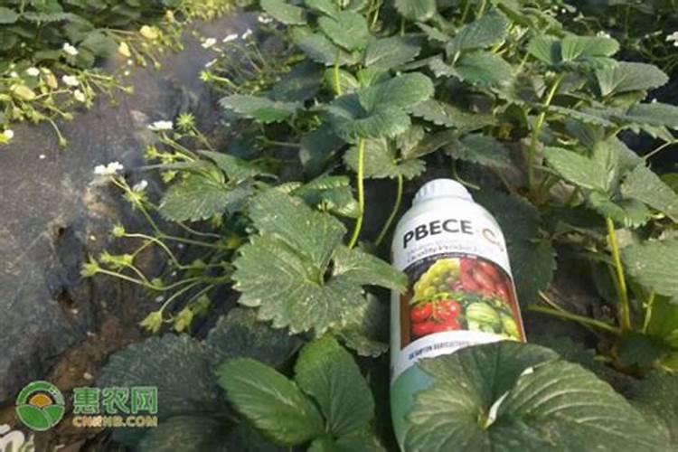 腐植酸肥料的作用 腐植酸肥料有什么功效
