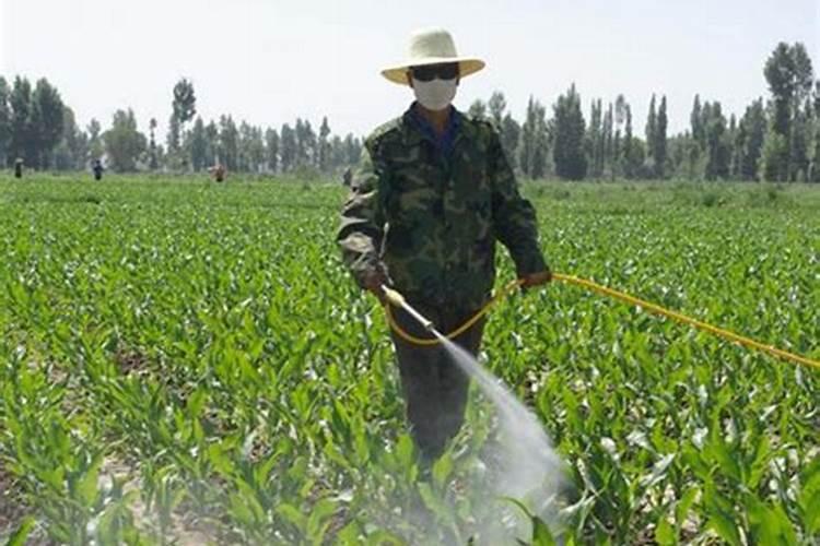 茭白种株有哪些习性？选茭白种株需要哪些注意事项呢？