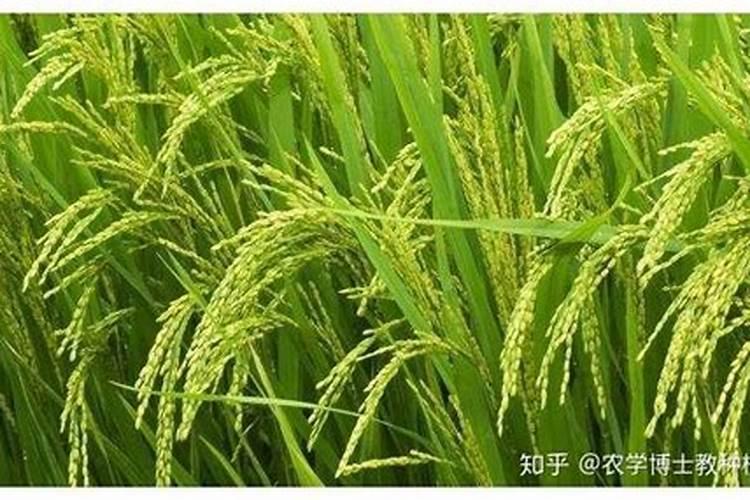 红薯施什么肥产量高
