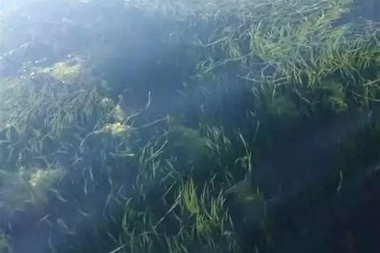 有青苔了可以用磷肥肥水吗