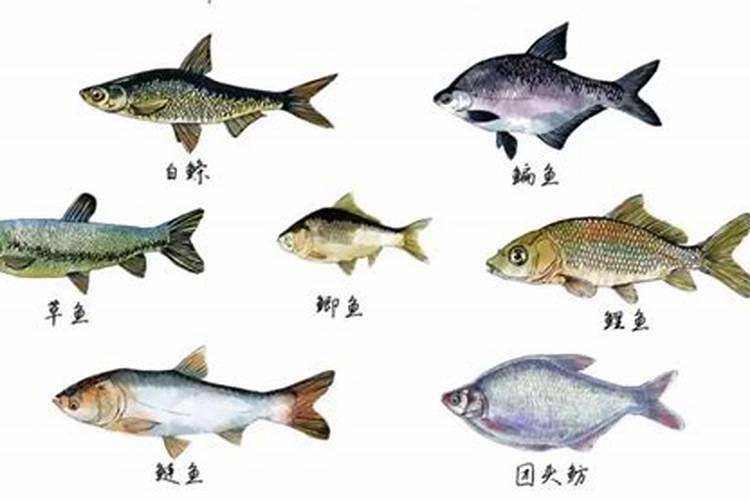 家庭自制磷钾肥有哪些 家庭自制磷钾肥原材料有哪些
