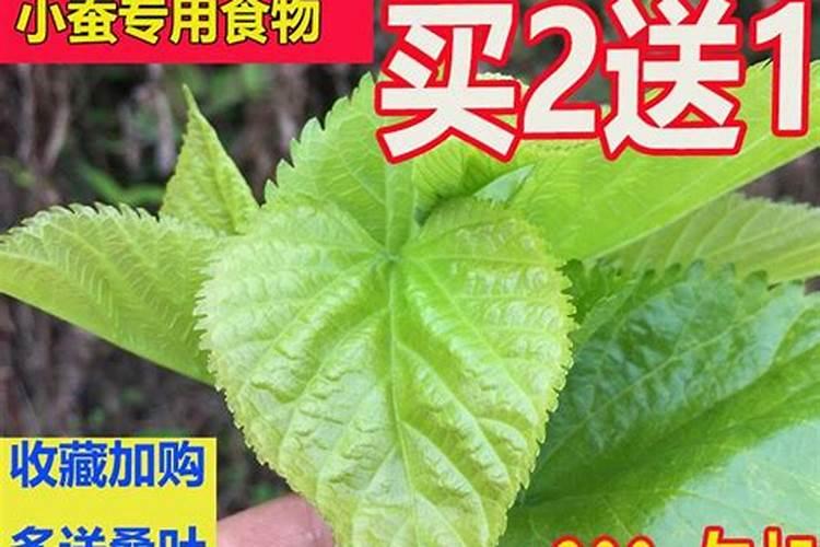 桑园施肥方法有哪些？