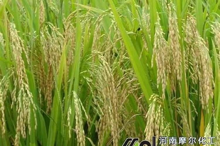 磷酸二氢钾适合哪些花