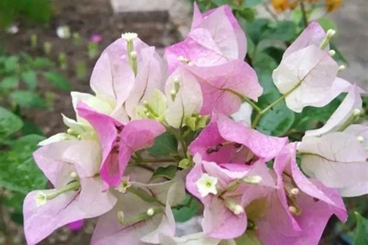 三角梅施什么肥花开满树