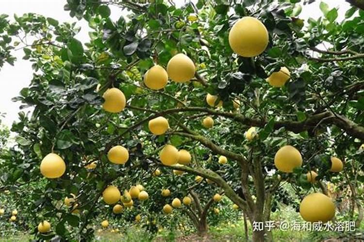 柚子树施肥方法和注意事项