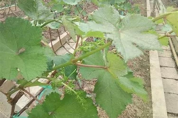 中量元素水溶肥什么时候用合适